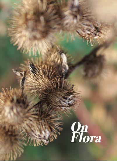 cover of on flora art zine featuring macro and blurry photo of prickly flowers