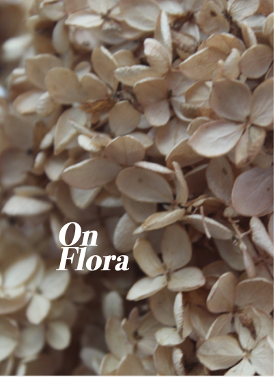 cover of on flora art zine featuring closeup of hydrangas